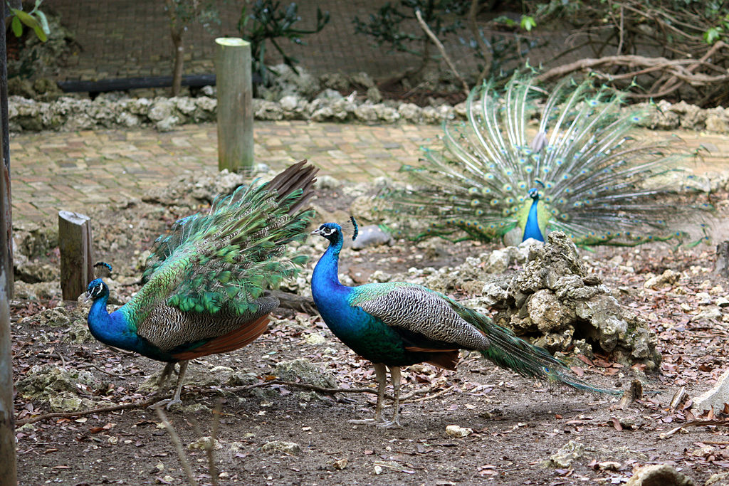 Barbados Wildlife Reserve