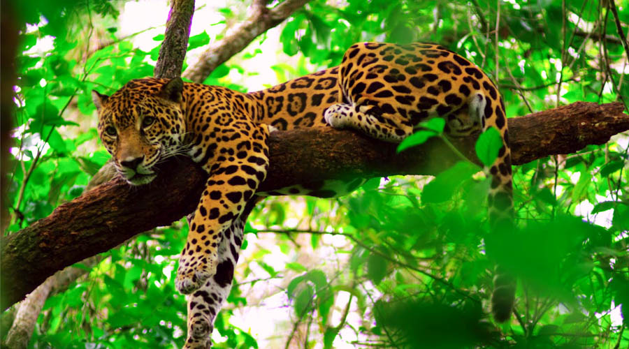 Cockscomb Basin Wildlife Sanctuary and Jaguar Preserve