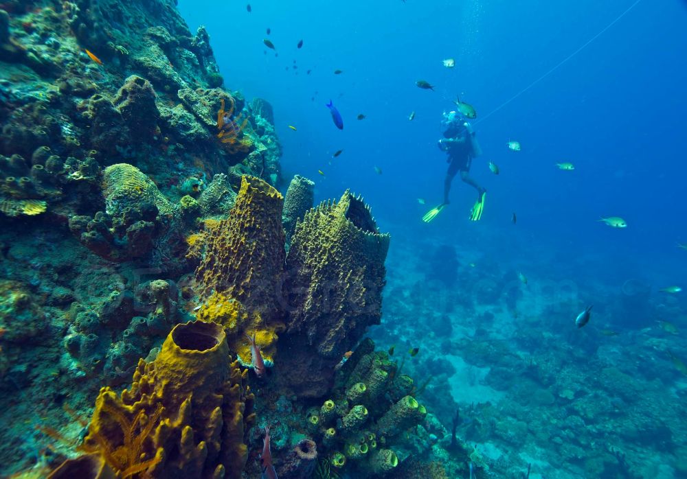 Soufriere-Scott’s Head Marine Reserve 