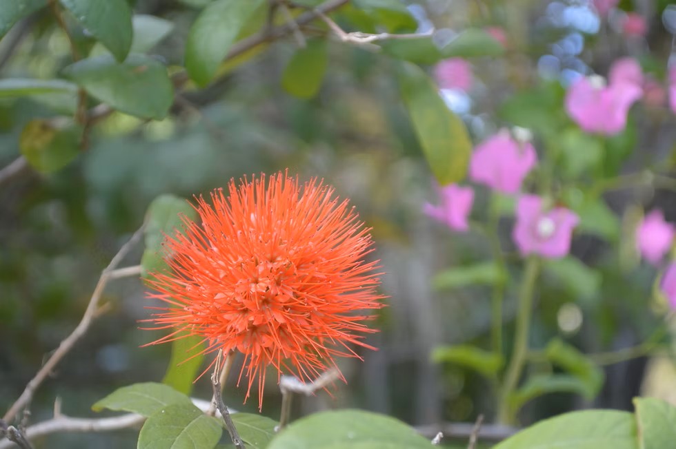 J.R. O'Neal Botanic Gardens