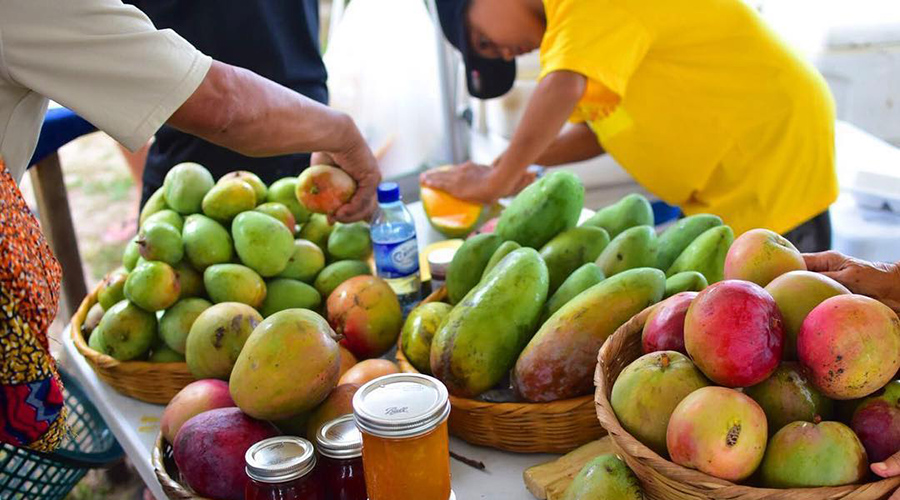 Hopkins Belize Mango Festival