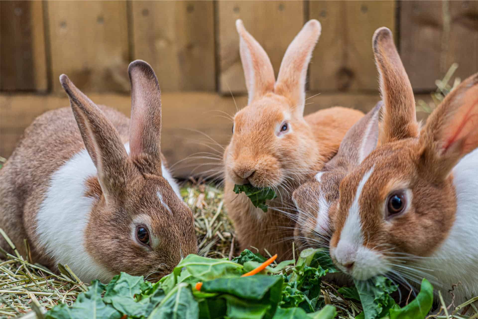 Dominica’s Annual Rabbit Festival